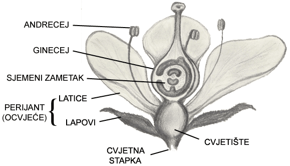 Cvijet
