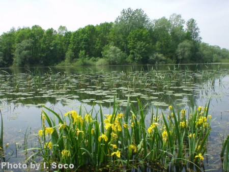 http://www.botanic.hr/public/biologija/biology/Images/Lonjsko-polje-07.JPG